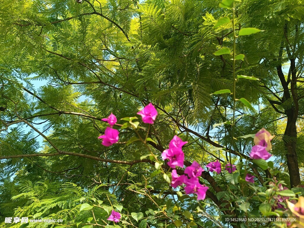 绿叶间绽放的艳丽紫花