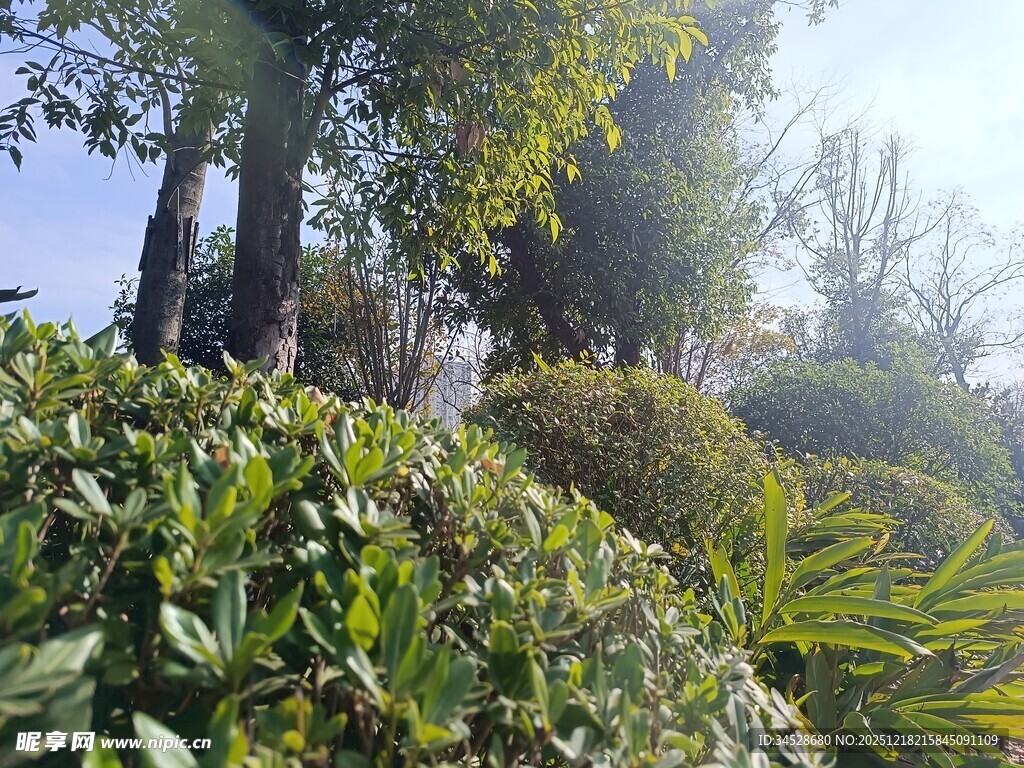 阳光照耀下的繁茂绿植