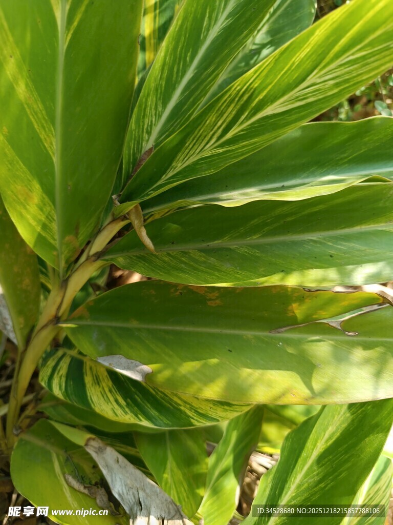 翠绿宽大的热带植物叶片