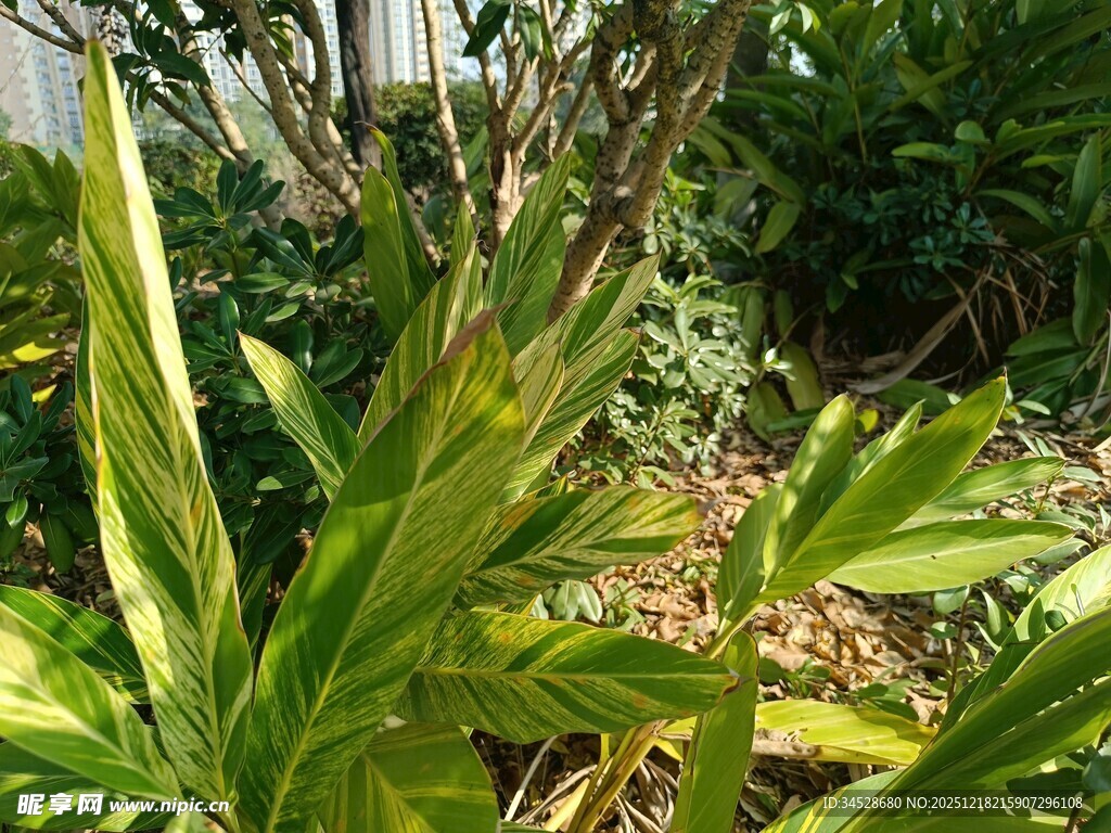 翠绿植物展现自然生机