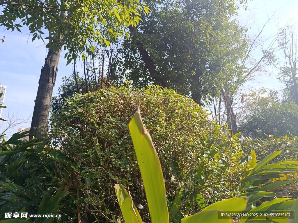 阳光下的繁茂绿植景观