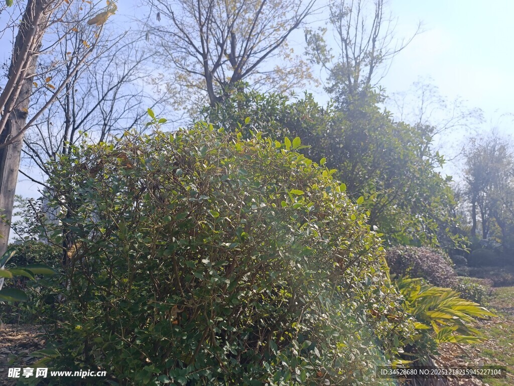 户外繁茂灌木丛景观