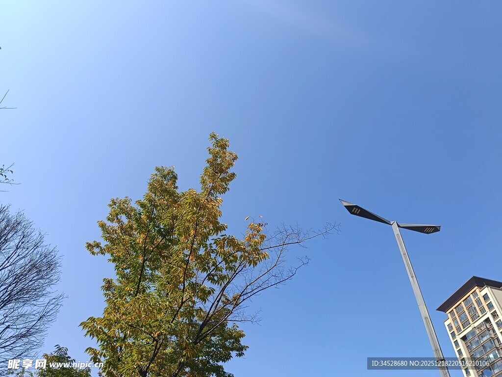 蓝天绿树旁的路灯