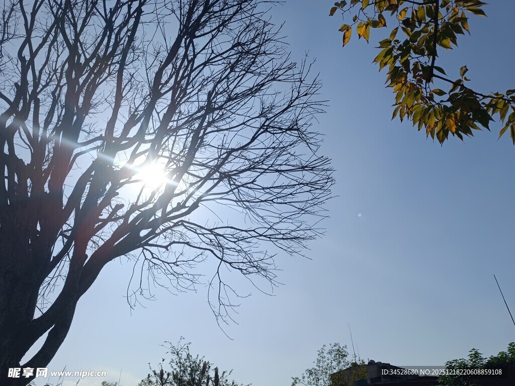 阳光下的光秃树枝