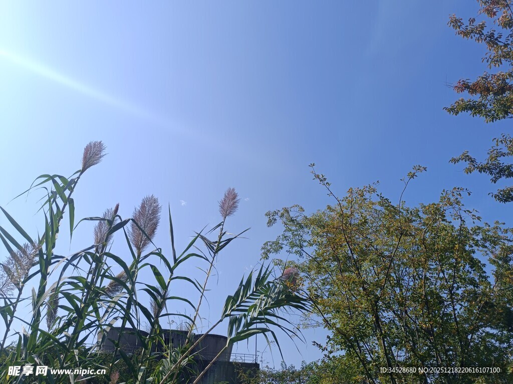 蓝天之下的花草景致