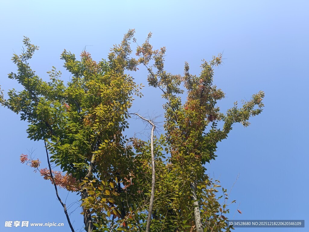 蓝天映衬下的葱郁树木