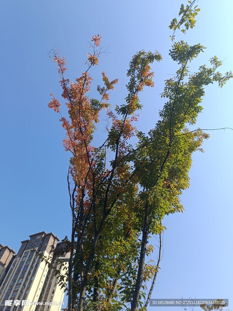 秋日树梢与蓝天相映