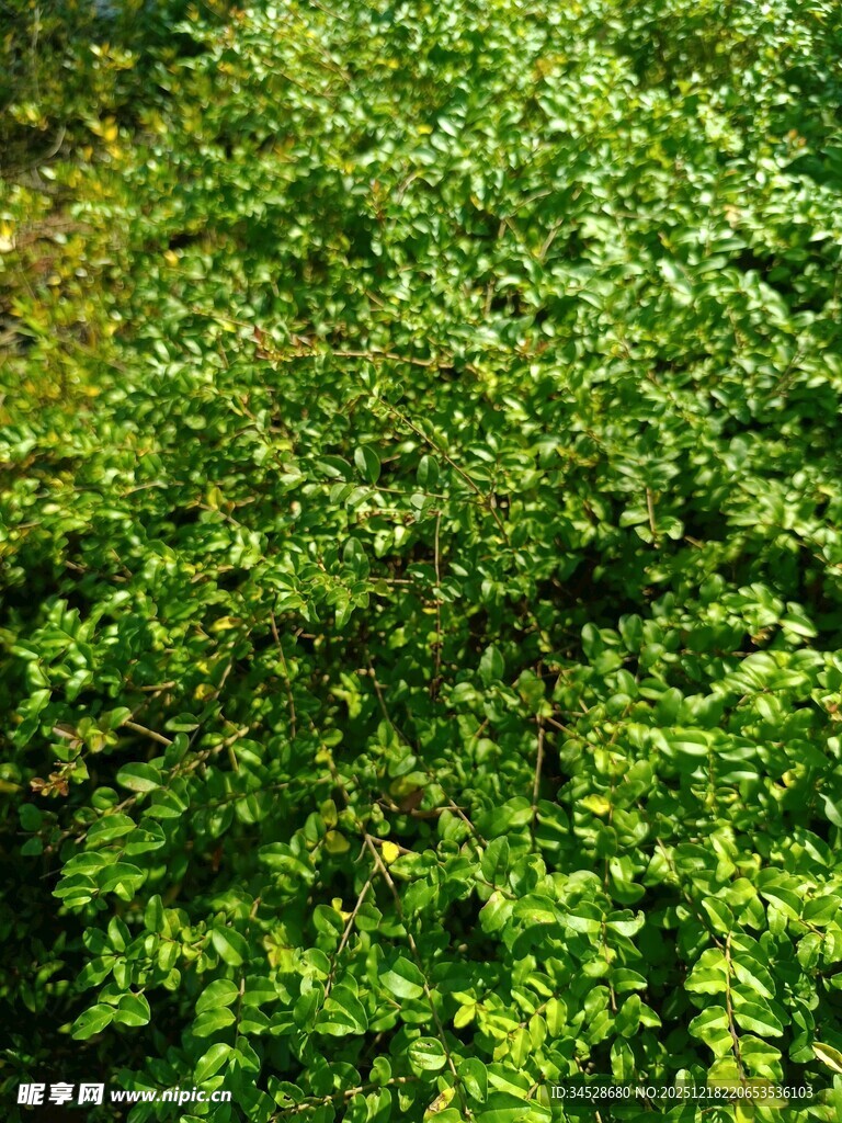 翠绿繁茂的藤蔓植物