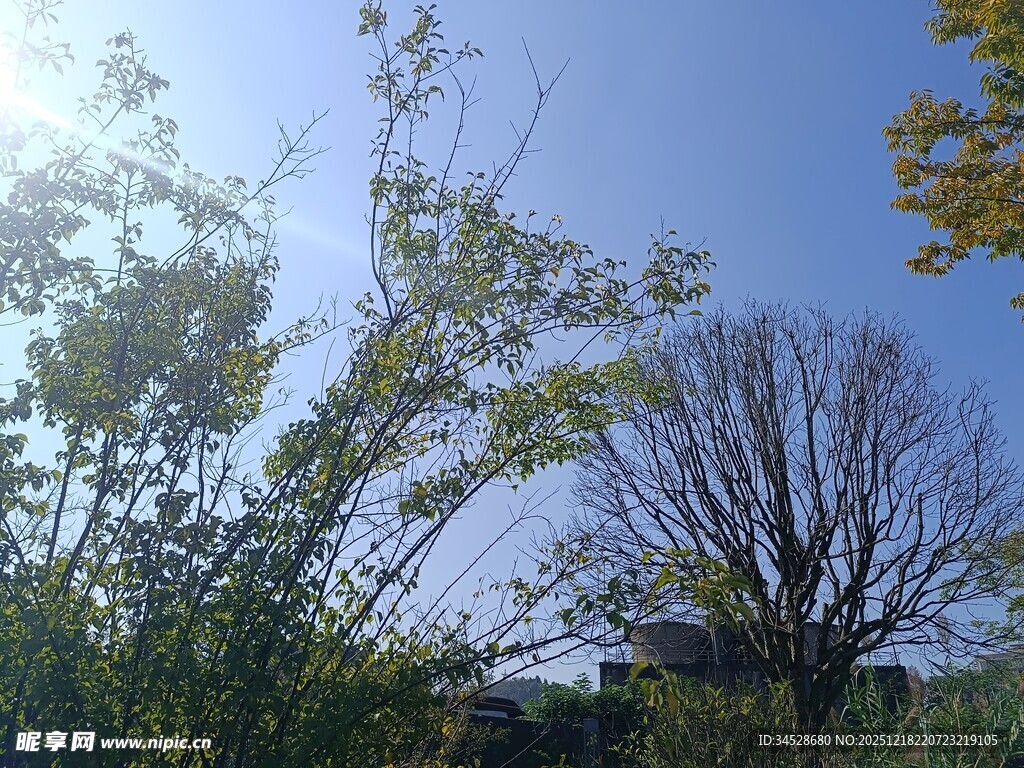 阳光下的树木与蓝天