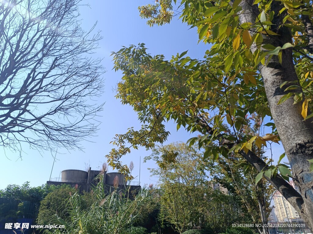 秋日树木与远处建筑景观