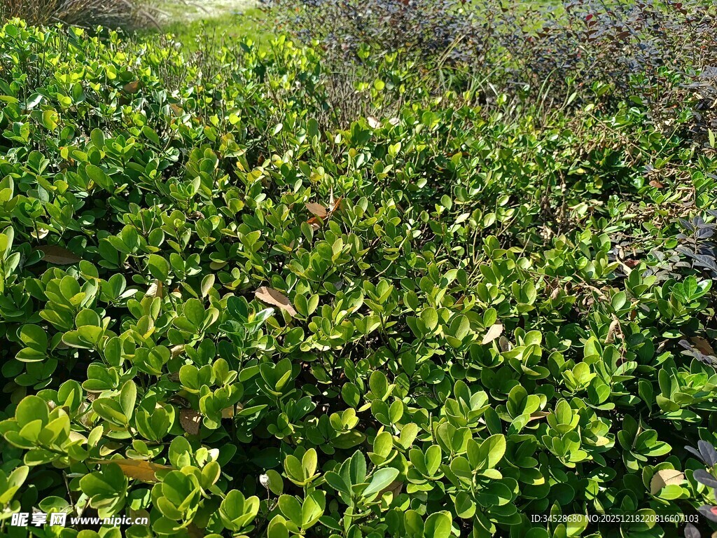 翠绿繁茂的灌木丛景观