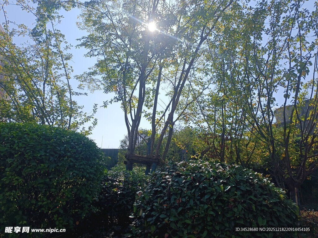 阳光洒落林间绿意盎然