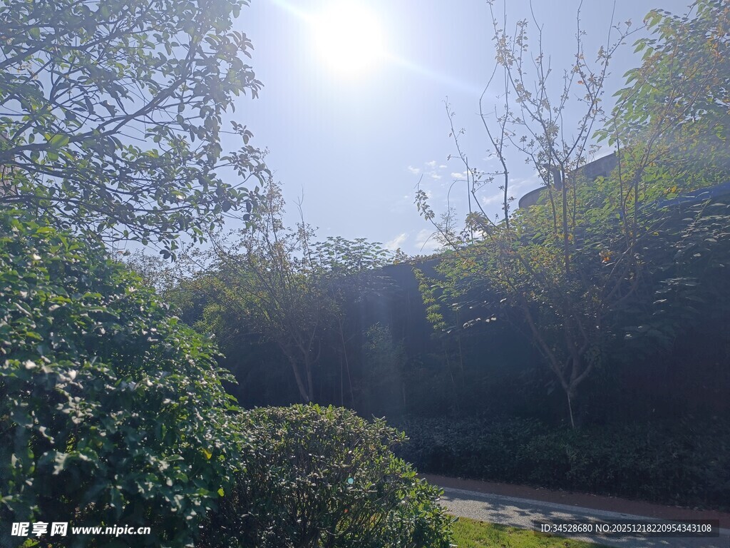 阳光洒落林间小道