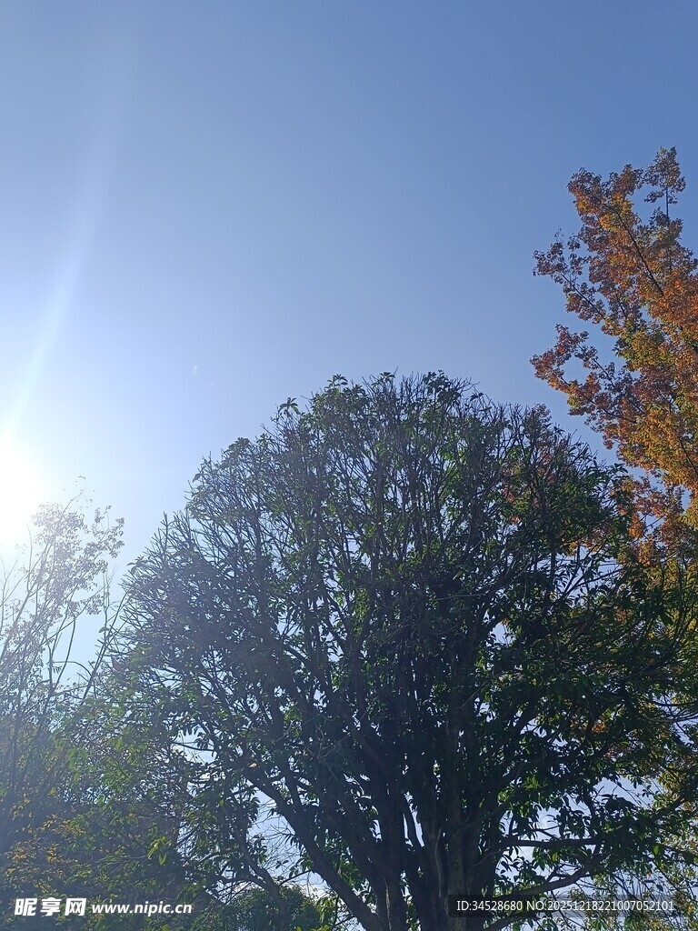 秋日阳光下的树木景观