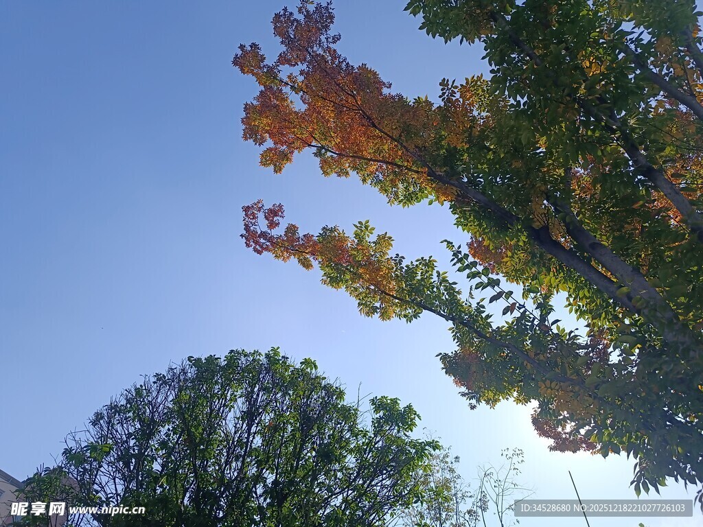 秋日树梢与蓝天美景