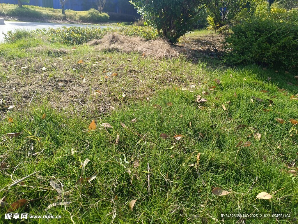 户外草地自然风光