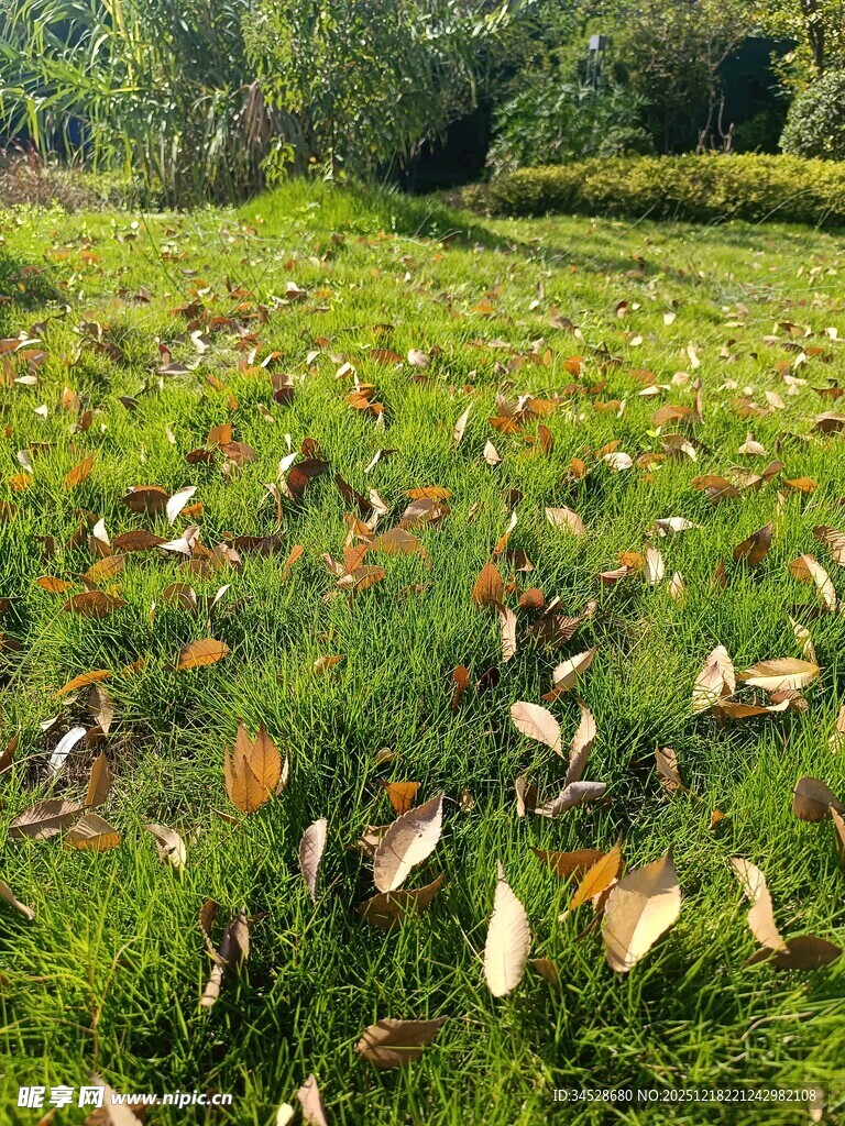 秋日草地散落多彩树叶
