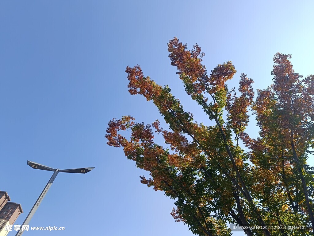 蓝天绿树旁的路灯