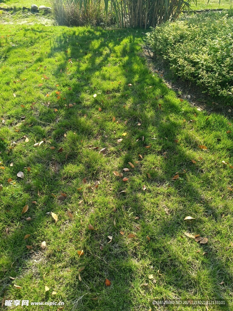 阳光下的翠绿草地