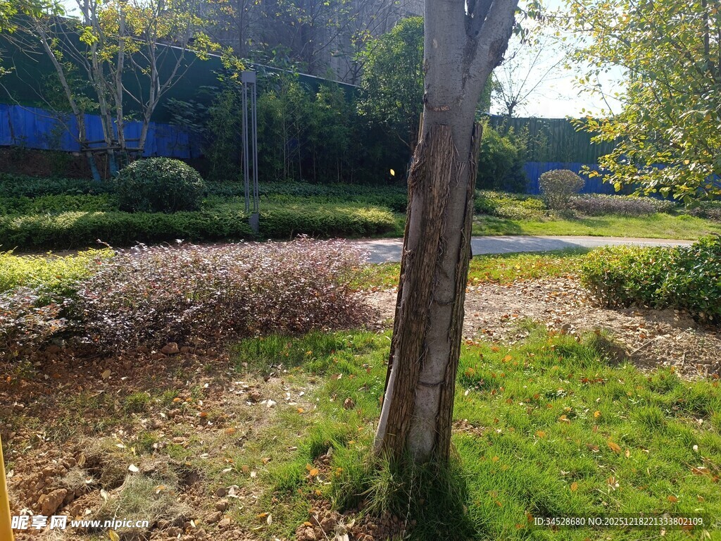 户外草地树木景观