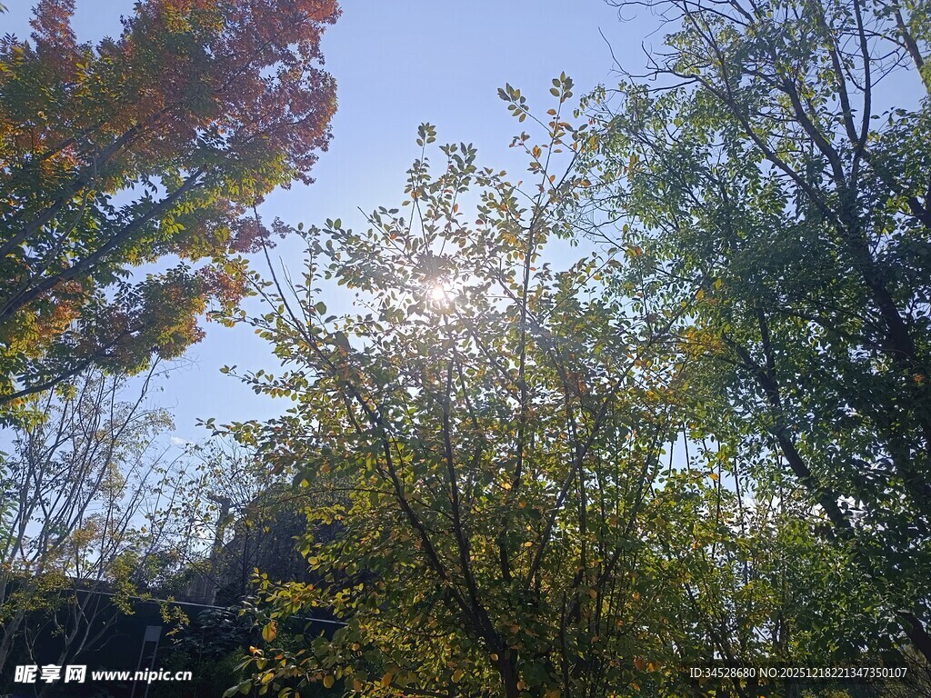 秋日林间阳光穿透树叶景