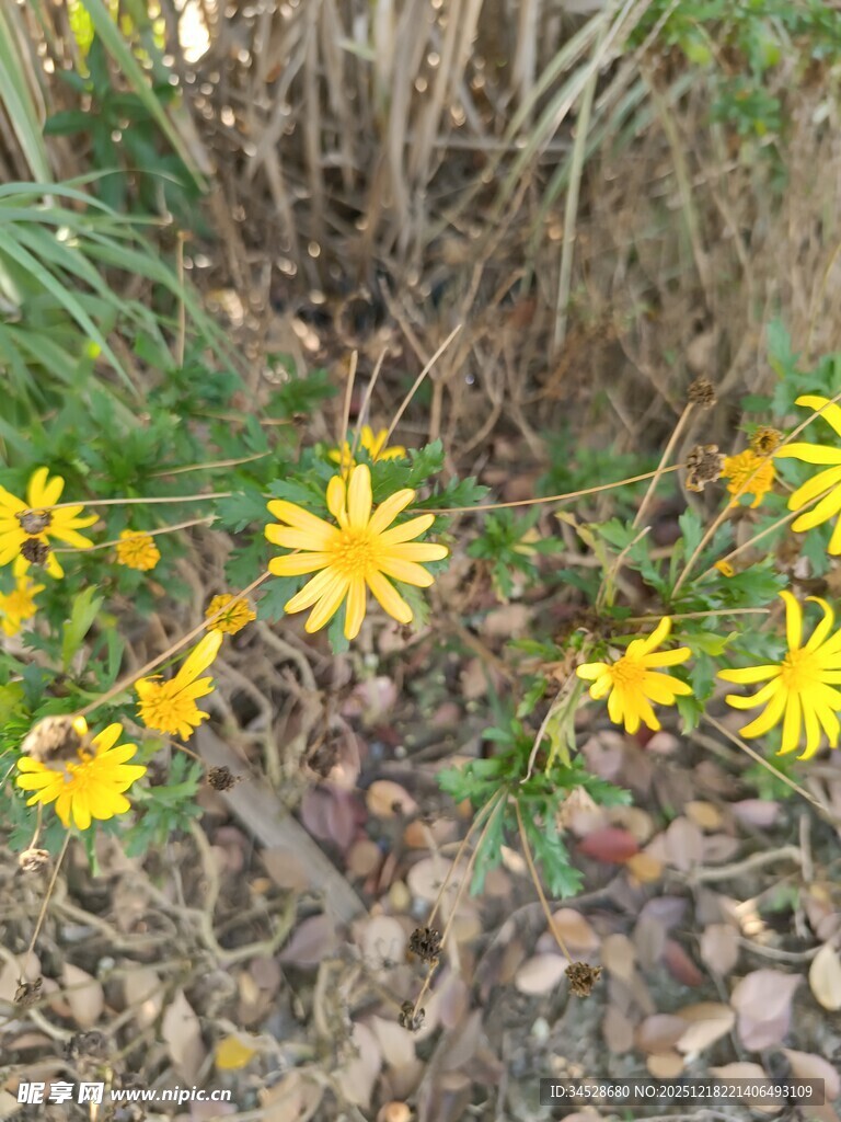 黄色小花绽放于碎石间