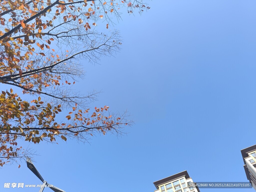 秋日蓝天与楼宇树梢