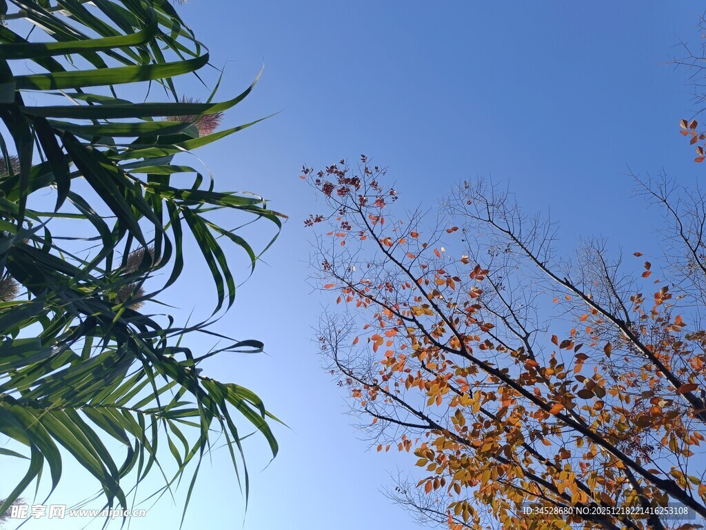蓝天映衬下的绿植与黄叶