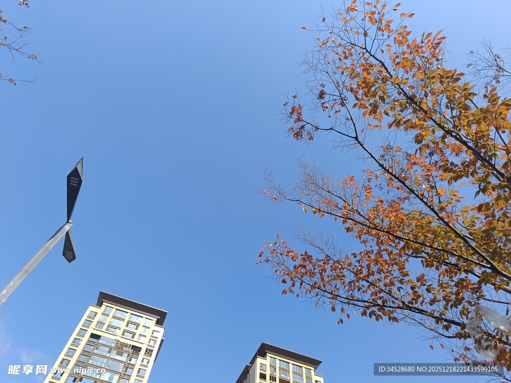 秋日蓝天与高楼树木