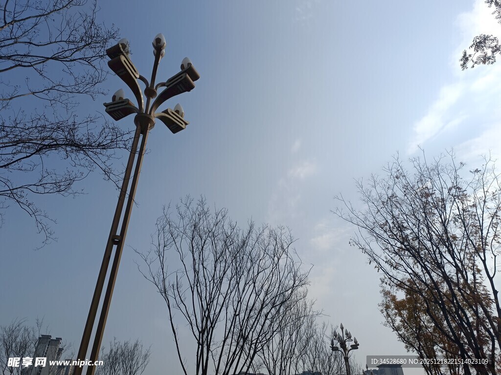 户外路灯与光秃树木景观