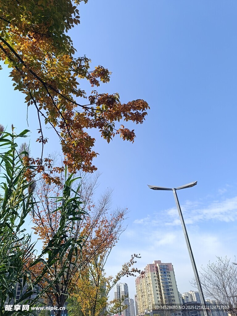 秋日城市街景中的树木与灯