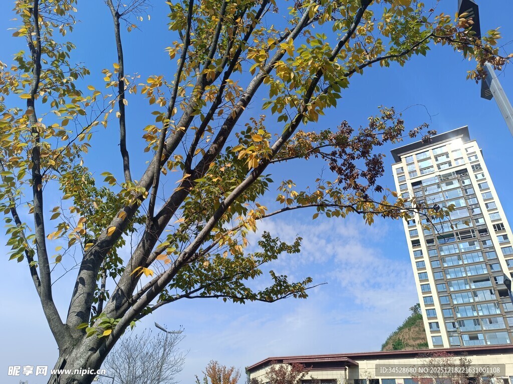 秋日树影下的高楼景观