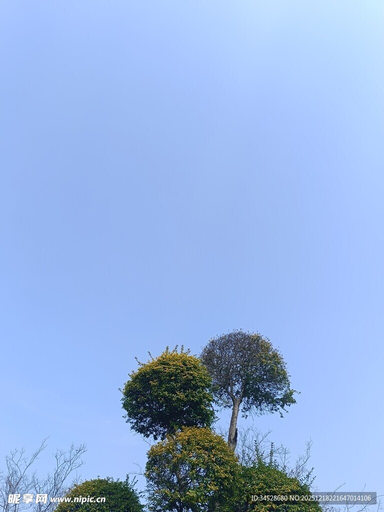 蓝天映衬下的独特树木