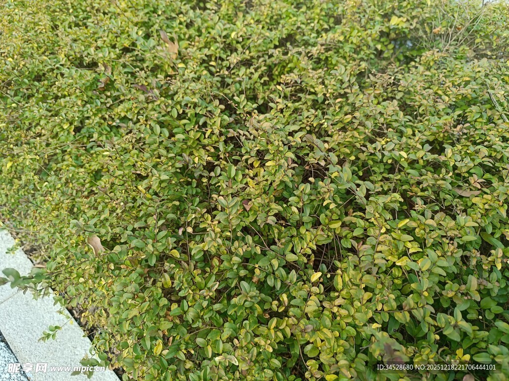 翠绿茂盛的灌木丛