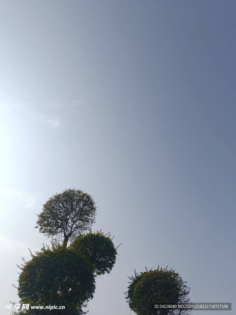 蓝天映衬下的独特树木