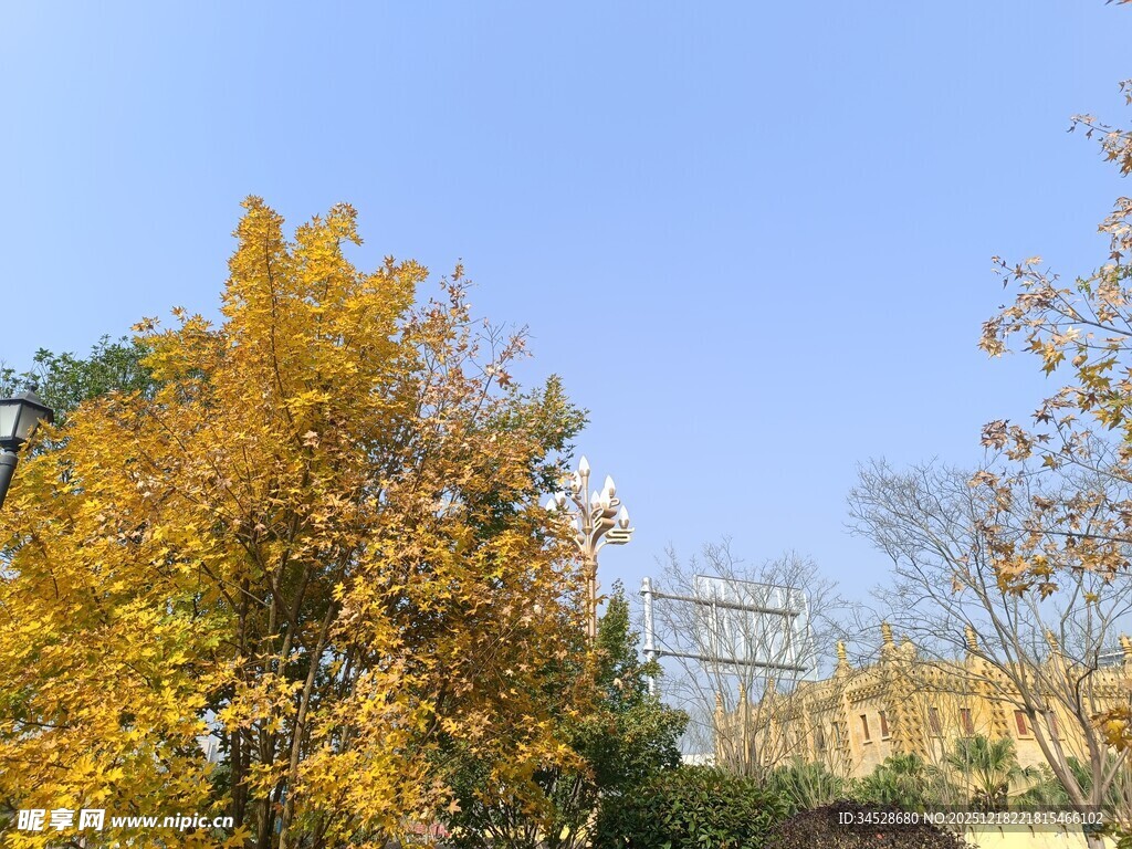 秋日金黄树木与蓝天
