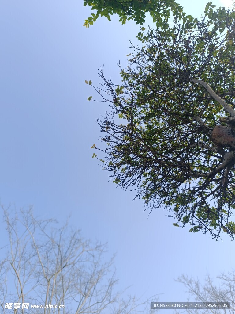 仰视蓝天与繁茂树枝