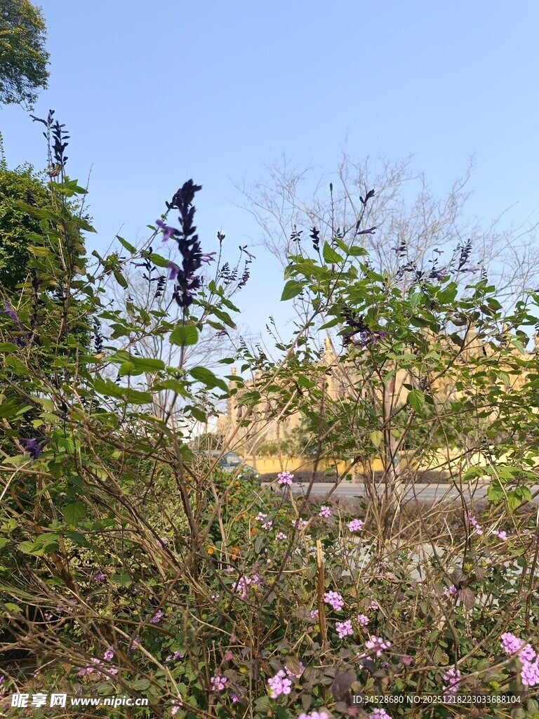 花丛中展翅的鸟儿