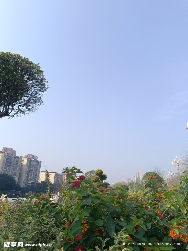 城市边的绿植与高楼景观