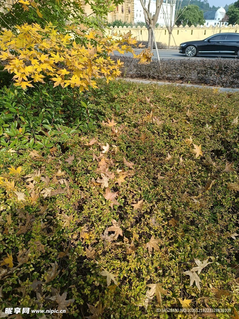 秋日路边的黄叶与绿植