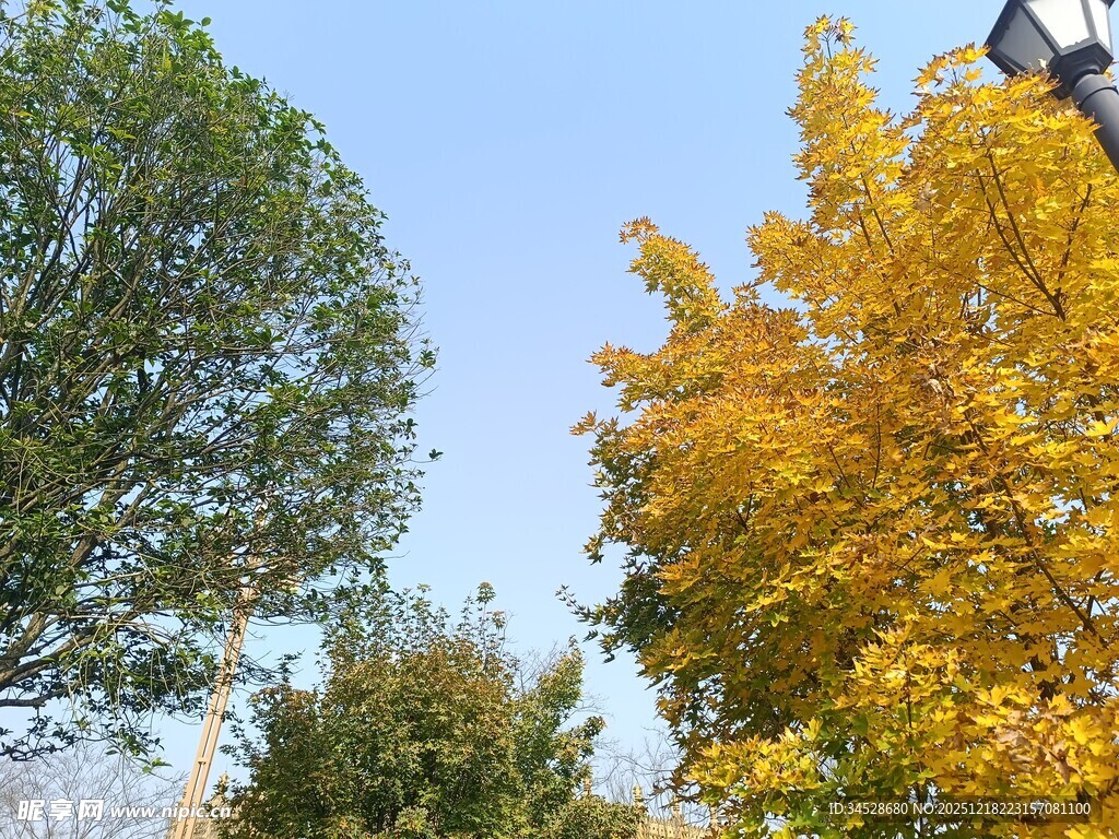 秋日多彩树木景致