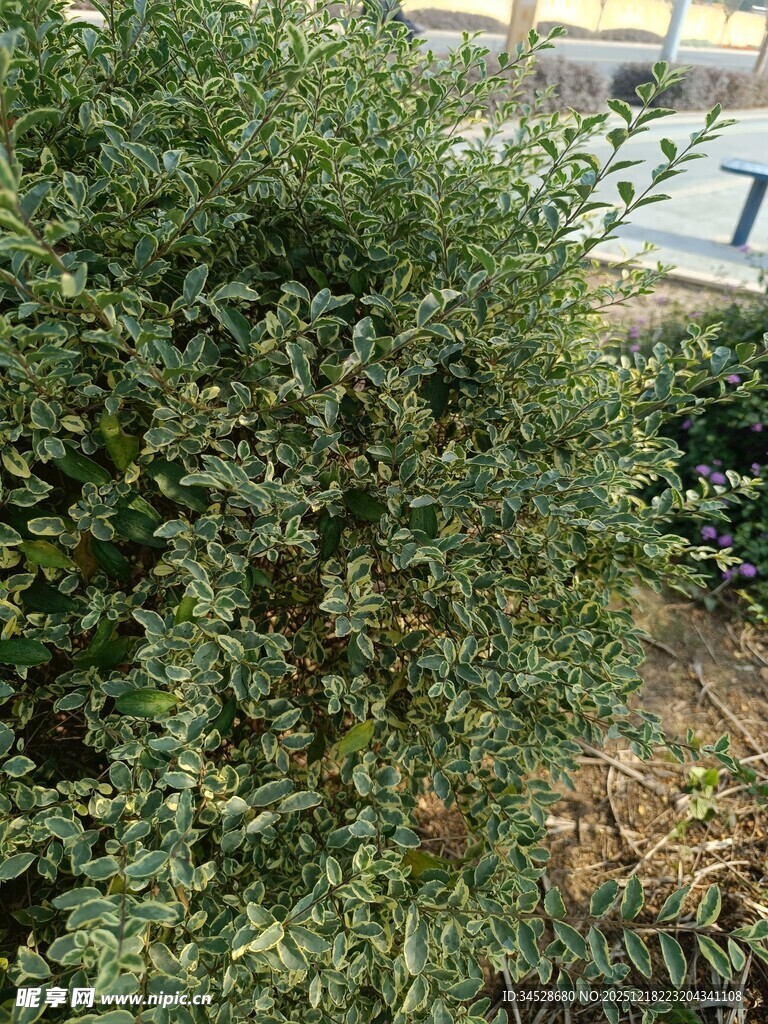 绿叶繁茂的户外灌木丛