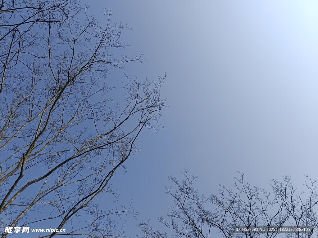 冬日光秃树枝与蓝天