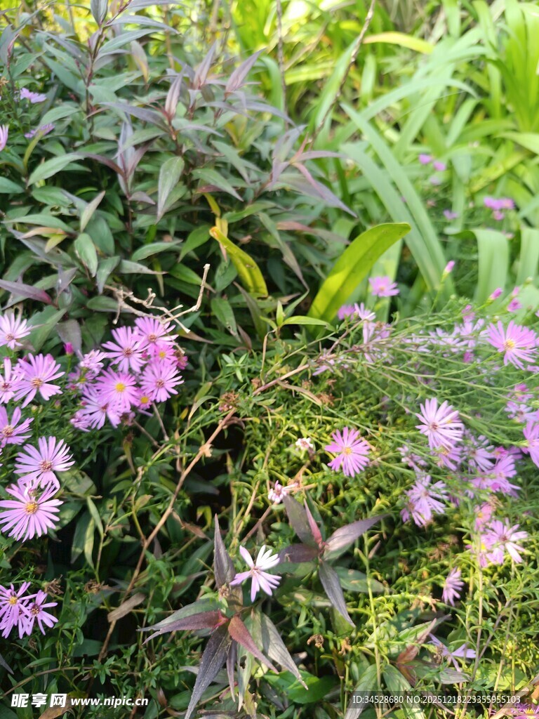 花丛中飞舞的蜂鸟