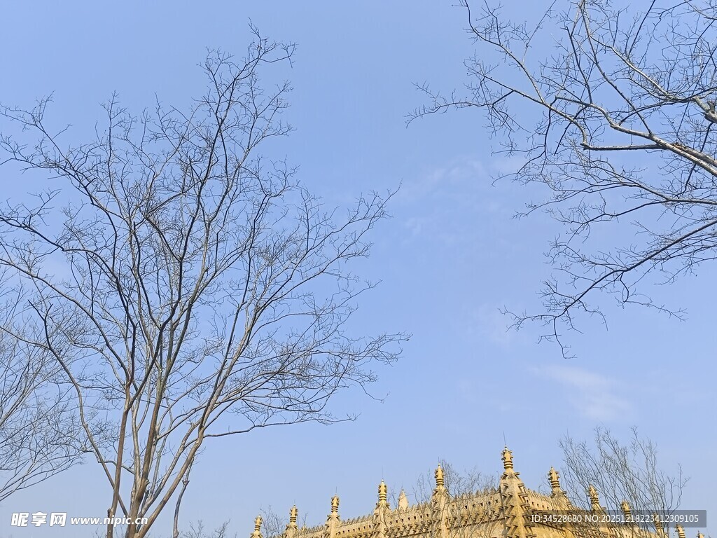 蓝天枯树下的金色建筑