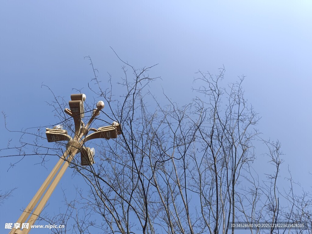 冬日枝头栖息的鸟儿