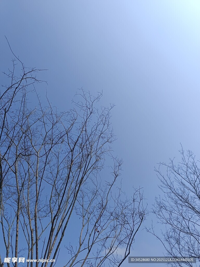 冬日枯树与澄澈蓝天