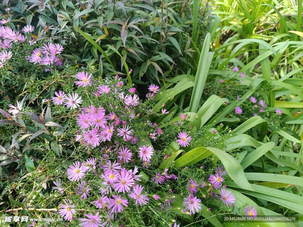 繁茂绿植间的娇艳紫花