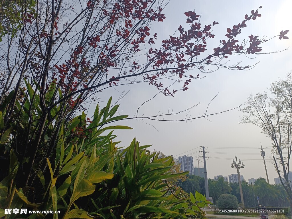 户外繁茂植物与远处景致