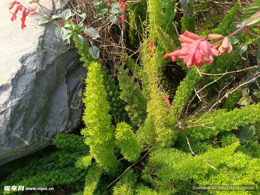 翠绿植物与娇艳花朵相伴